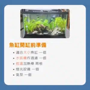 養孔雀|魚缸開缸指南｜新手必看! 5大要點教你如何開缸養孔雀 